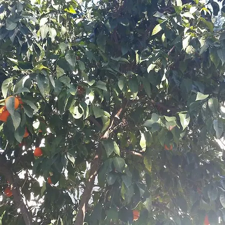 Marvel Guvercinlik (Bodrum)